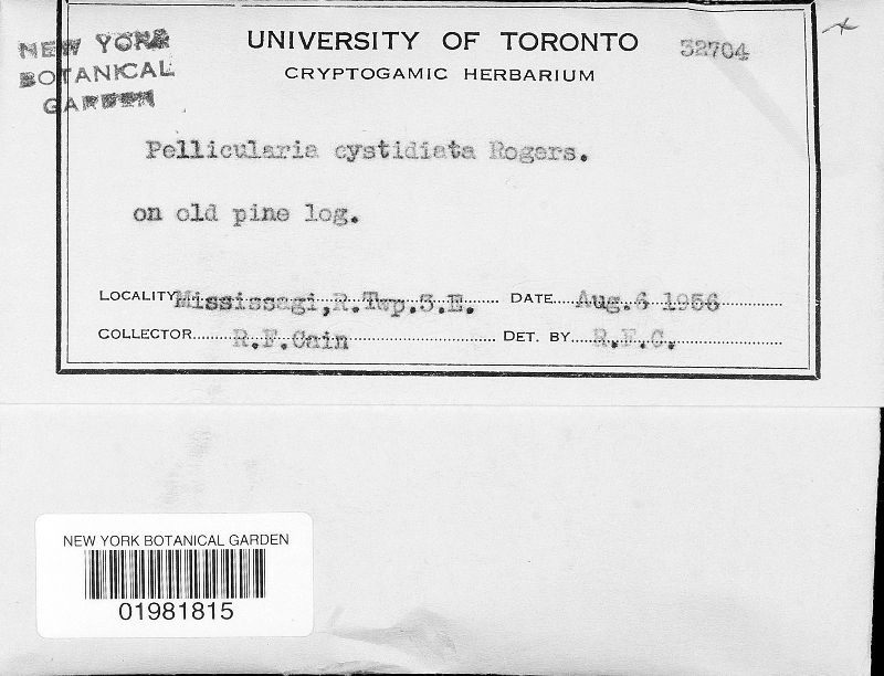 Suillosporium cystidiatum image