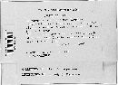 Rhizopus microsporus image