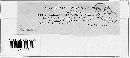 Entomophthora phytonomi image