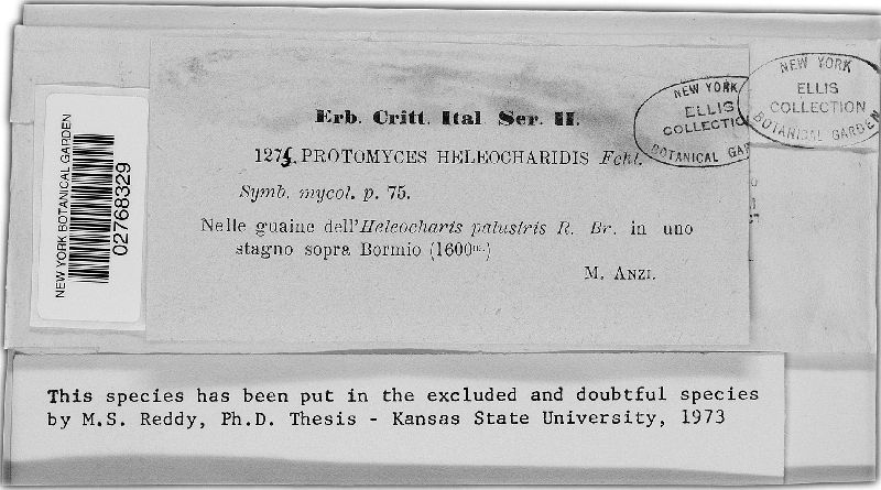 Protomyces heleocharidis image