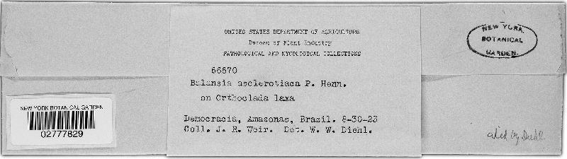 Balansia asclerotiaca image