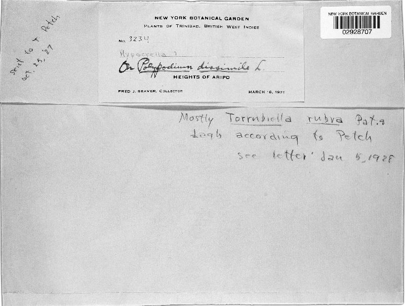 Torrubiella rubra image
