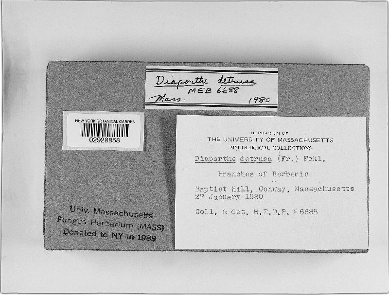 Diaporthe detrusa image