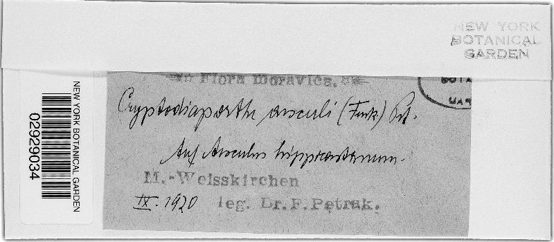 Cryptodiaporthe aesculi image