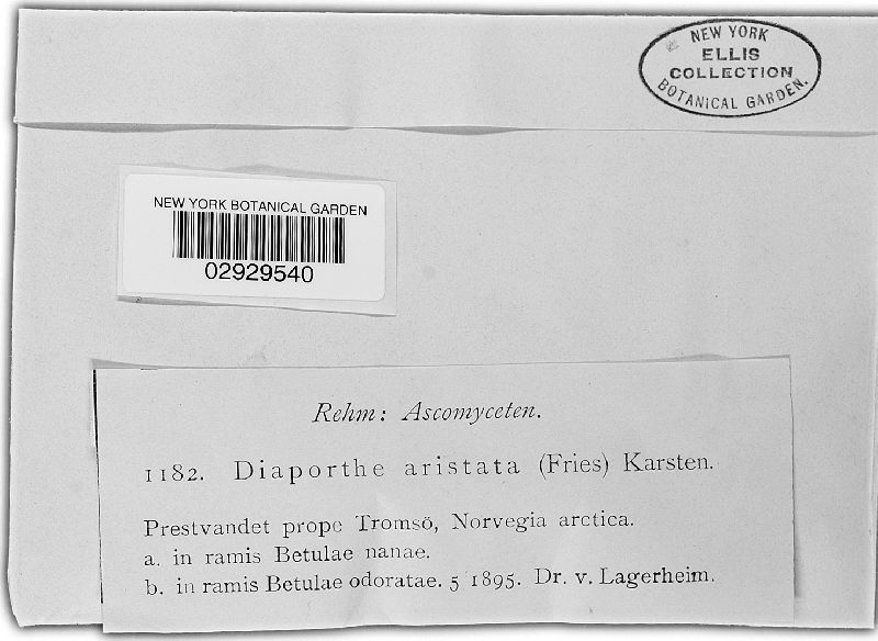 Diaporthella aristata image