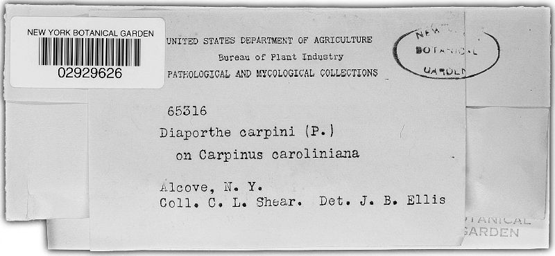 Diaporthe carpini image