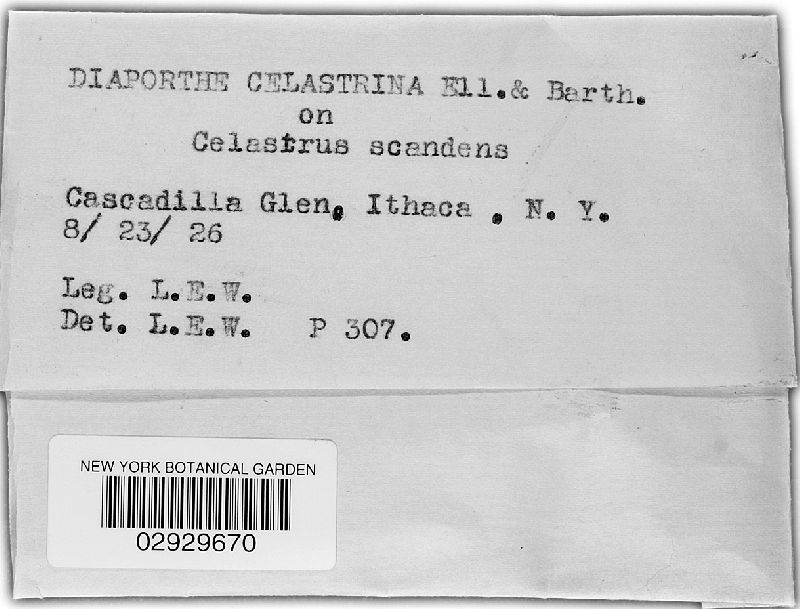 Diaporthe celastrina image