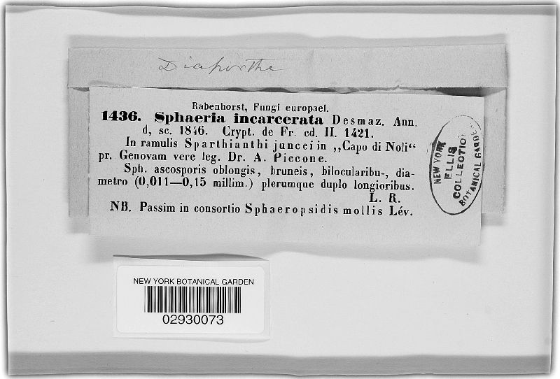Diaporthe incarcerata image