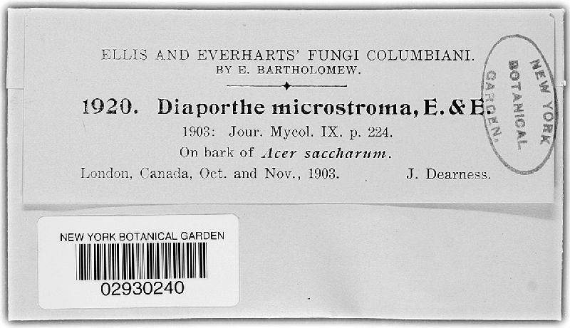 Diaporthe microstroma image