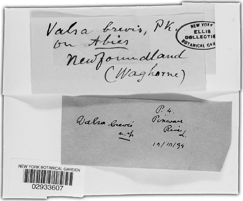 Valsa brevis image