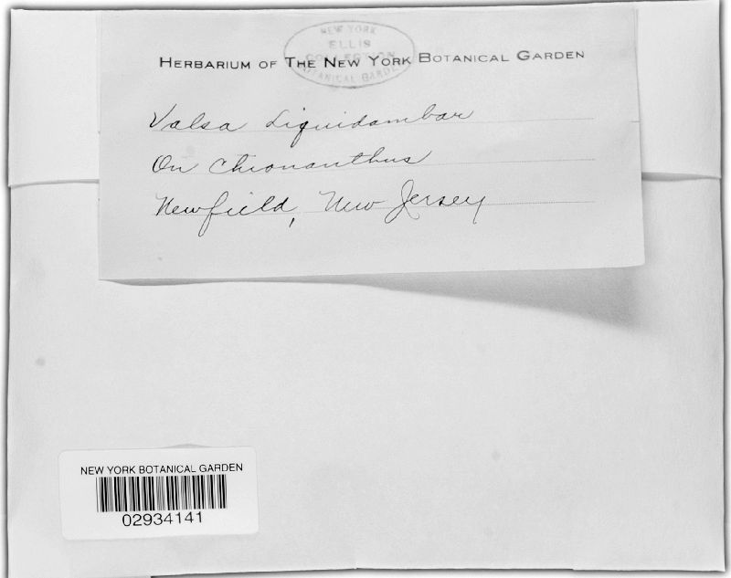 Valsa liquidambaris image
