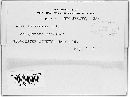 Valsa lutescens image