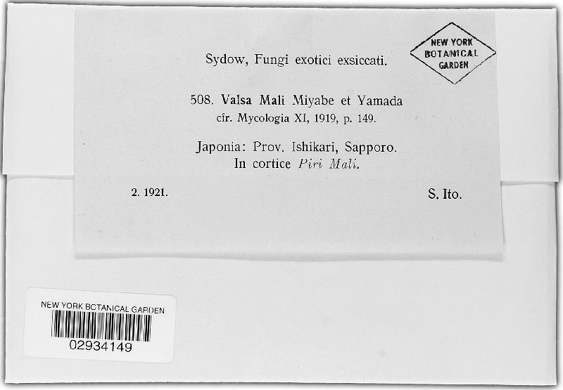 Valsa mali image