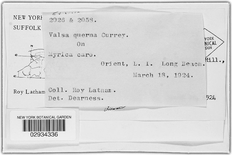 Valsa querna image