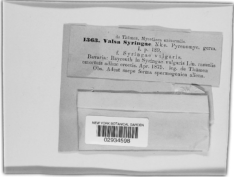 Valsa syringae image
