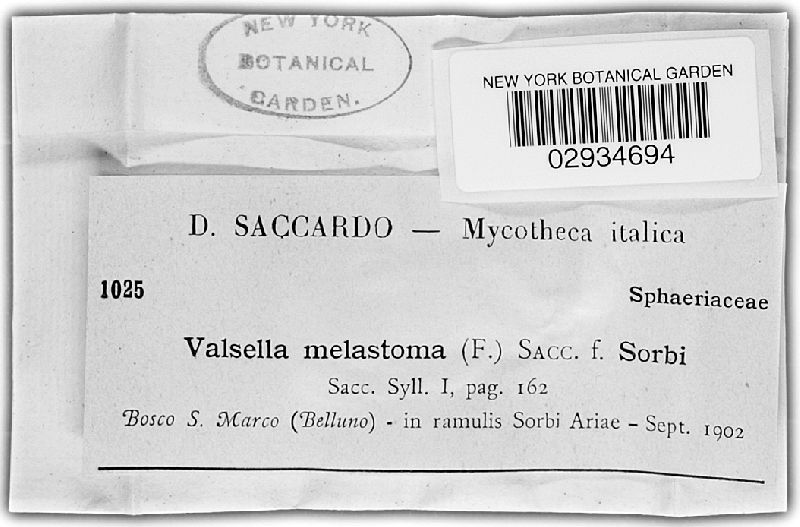 Valsella melastoma image