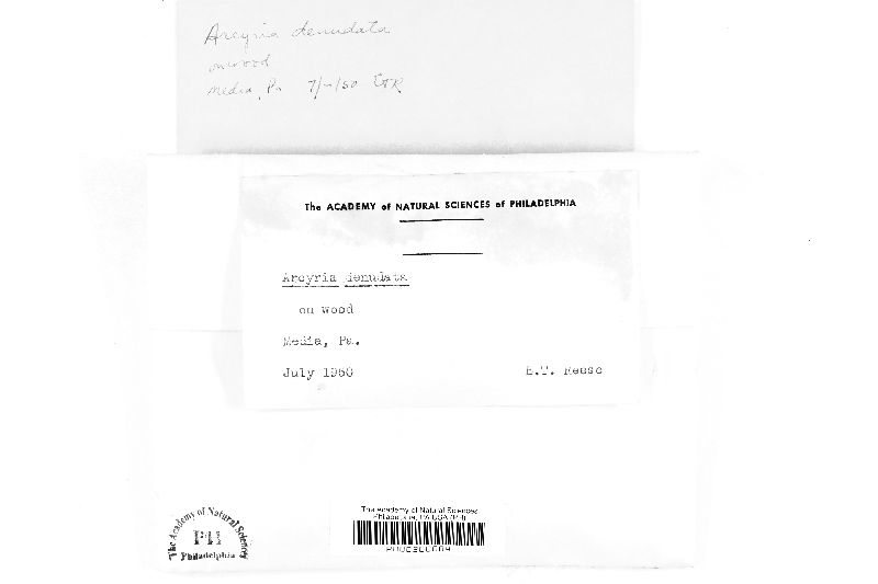 Arcyria denudata image
