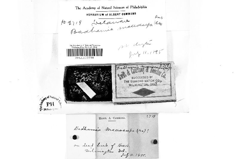Badhamia macrocarpa image