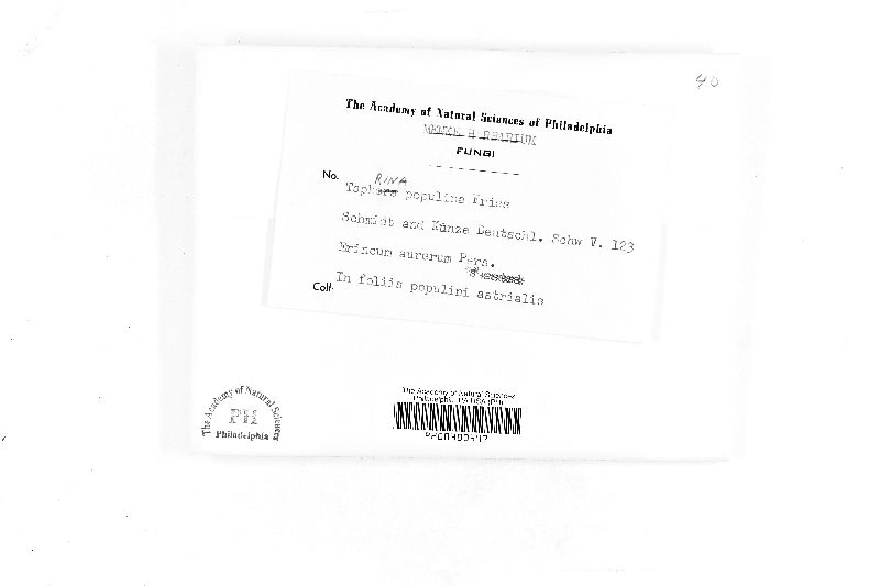 Taphrina populina image