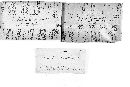 Syzygites megalocarpus image