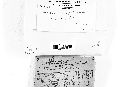 Syzygites megalocarpus image