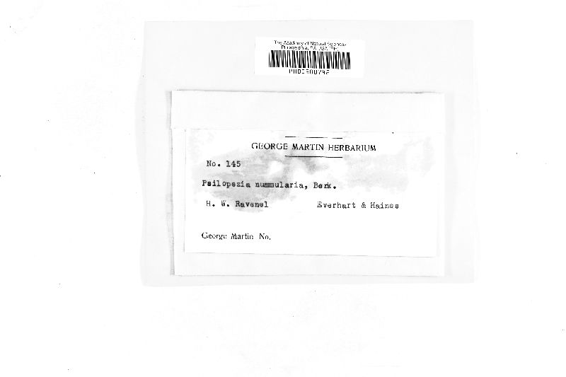 Psilopezia nummularia image