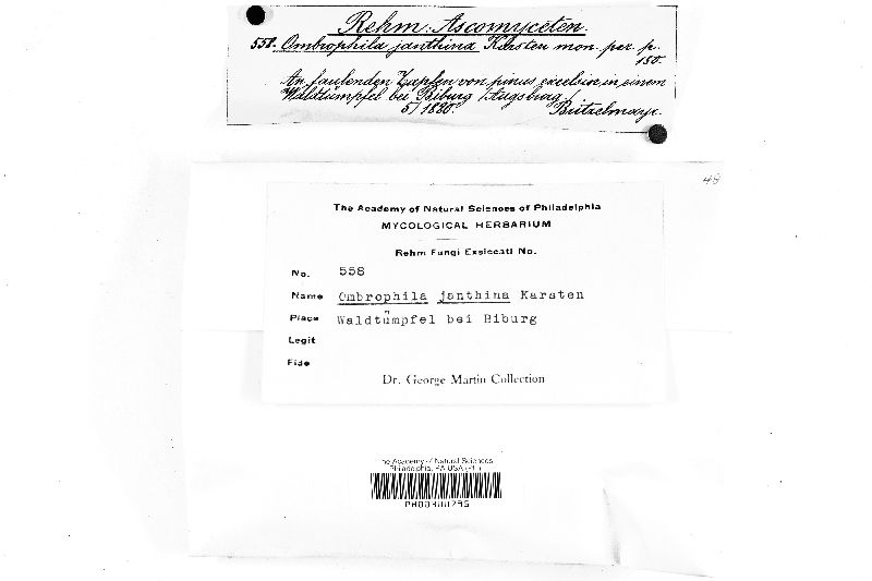Ombrophila janthina image