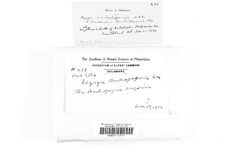 Peziza andropogonis image