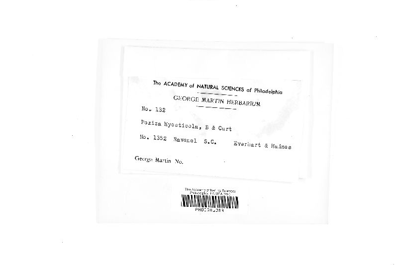 Peziza myceticola image