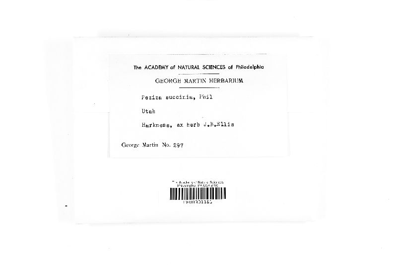 Perrotia succina image