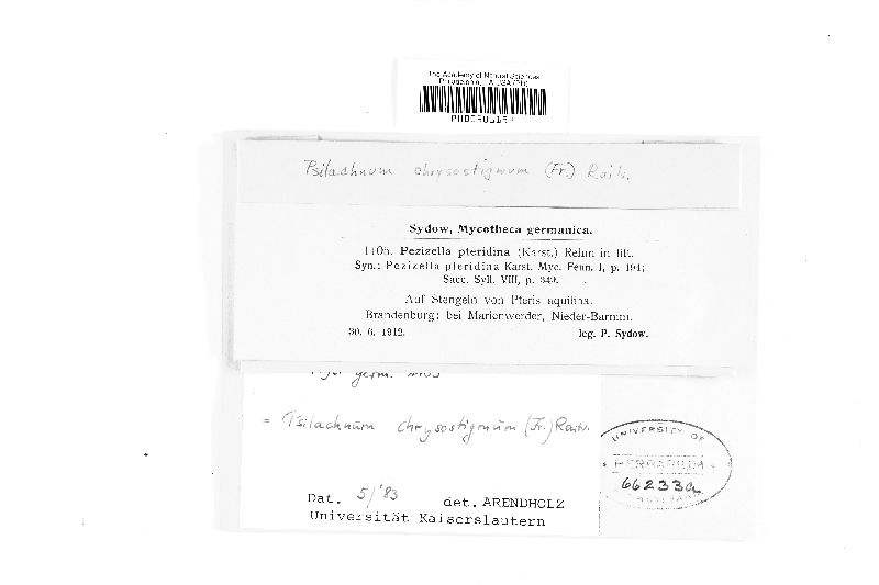 Psilachnum chrysostigmum image