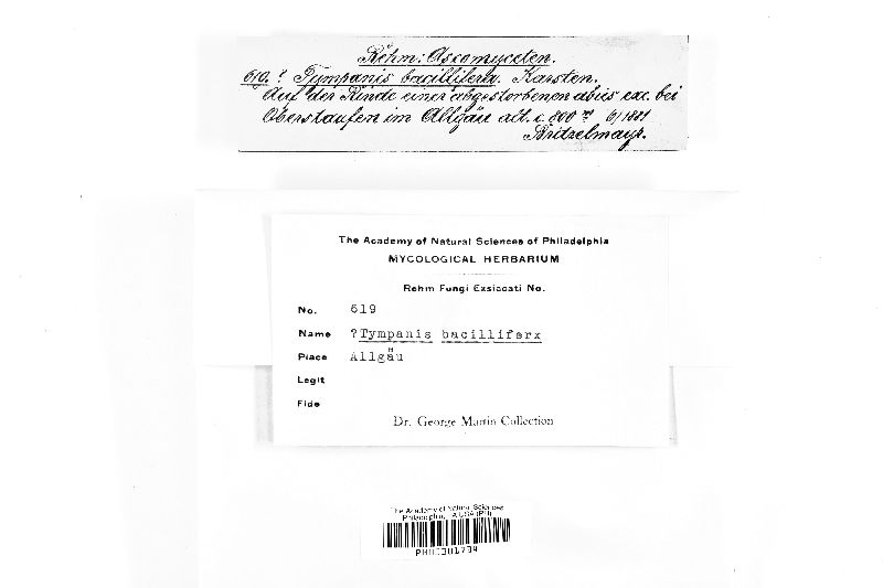 Pragmopora image