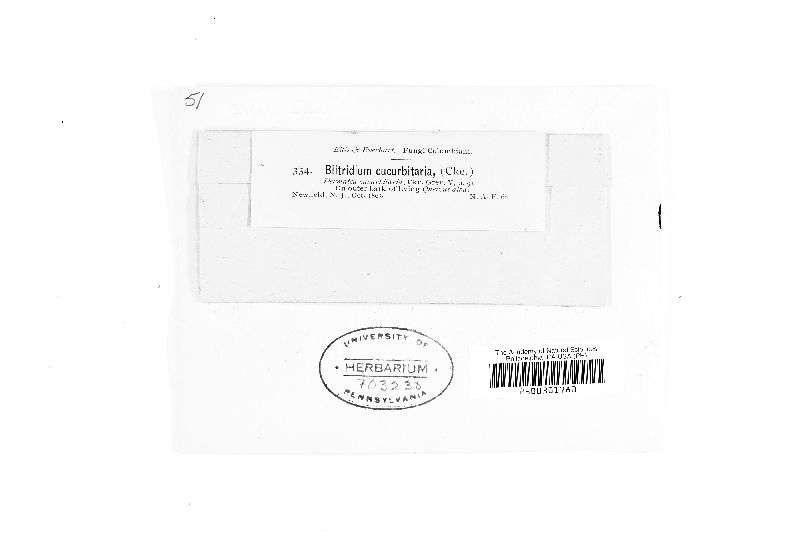 Blitridium cucurbitaria image