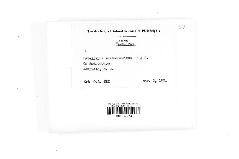 Patellaria aureococcinea image