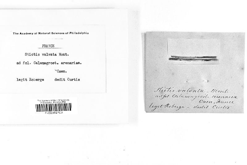 Hysterostegiella valvata image