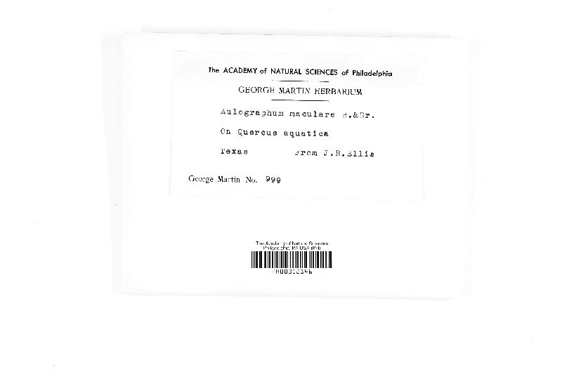 Aulographum maculare image
