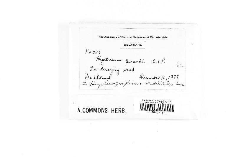 Hysterium gerardii image