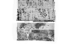 Hysterium smilacis image