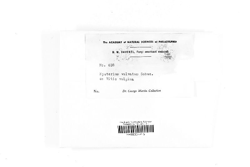 Hysterium vulvatum image