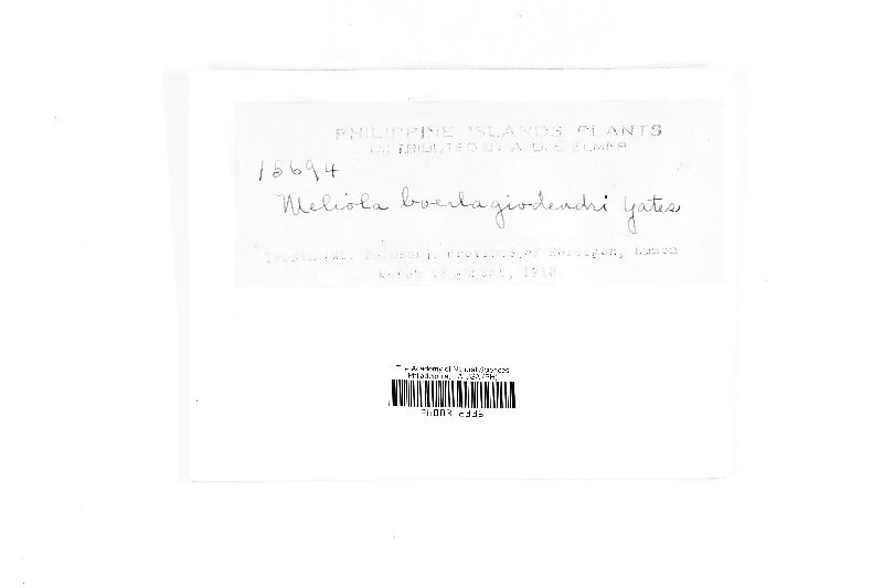 Meliola boerlagiodendriae image