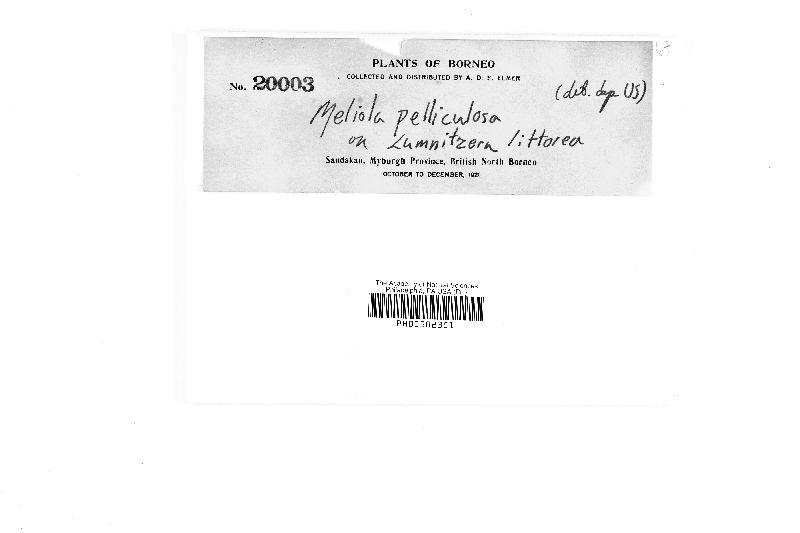 Meliola pelliculosa image