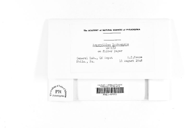 Aspergillus awamori image