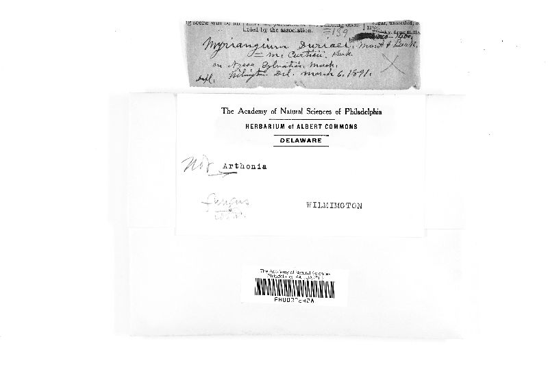 Myriangium duriaei image