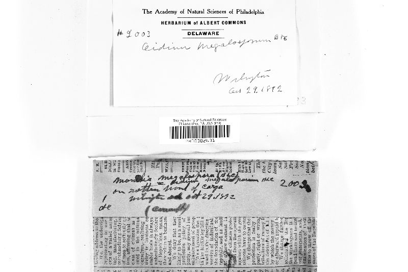 Oidium megalosporum image