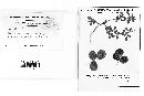Microsphaera diffusa image