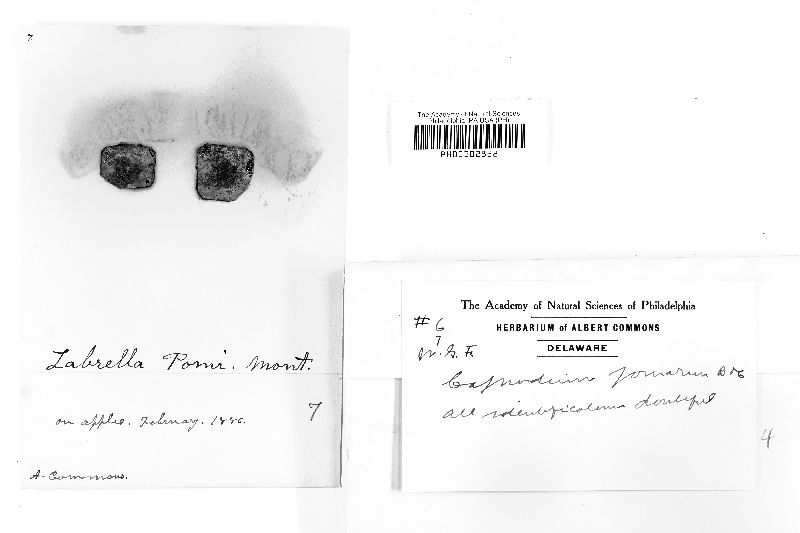 Capnodium pomorum image