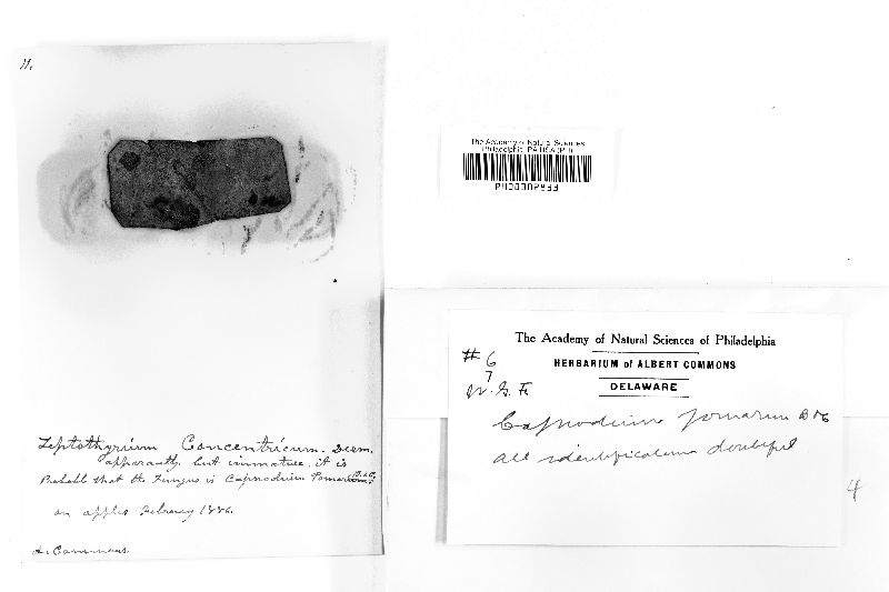 Capnodium pomorum image