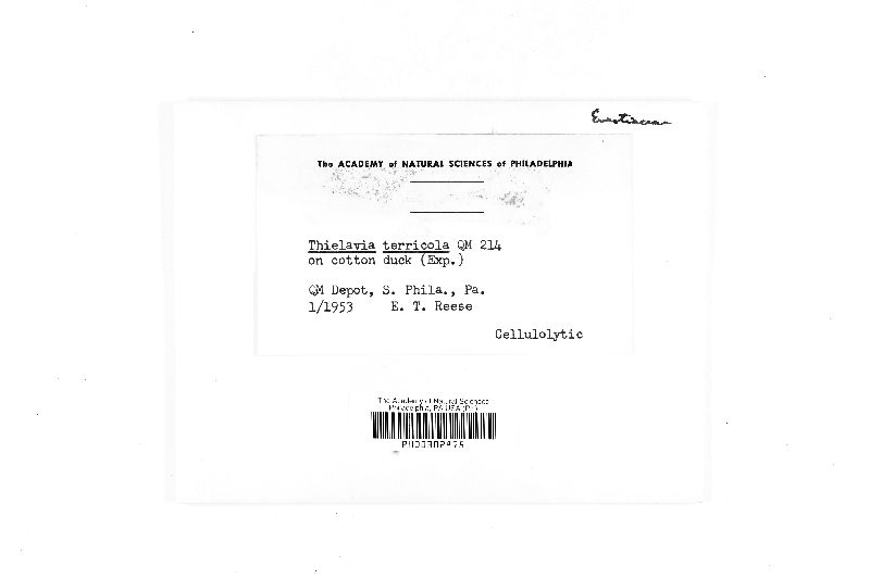 Thielavia terricola image