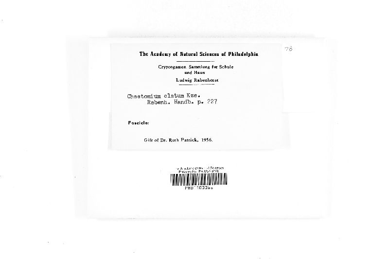 Chaetomium elatum image
