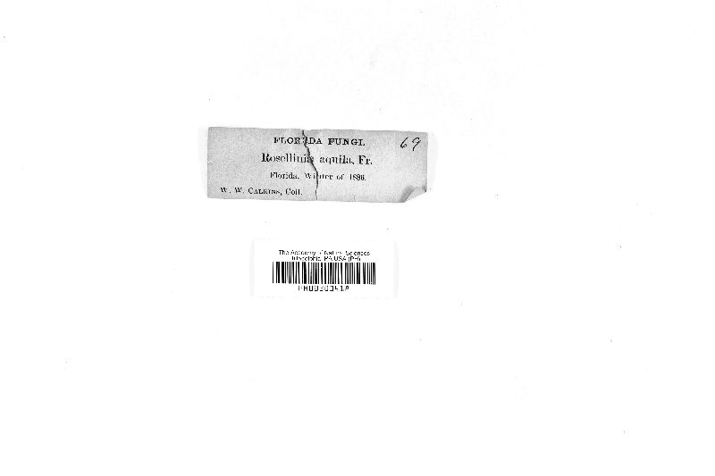 Rosellinia aquila image